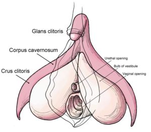 female sexual organs