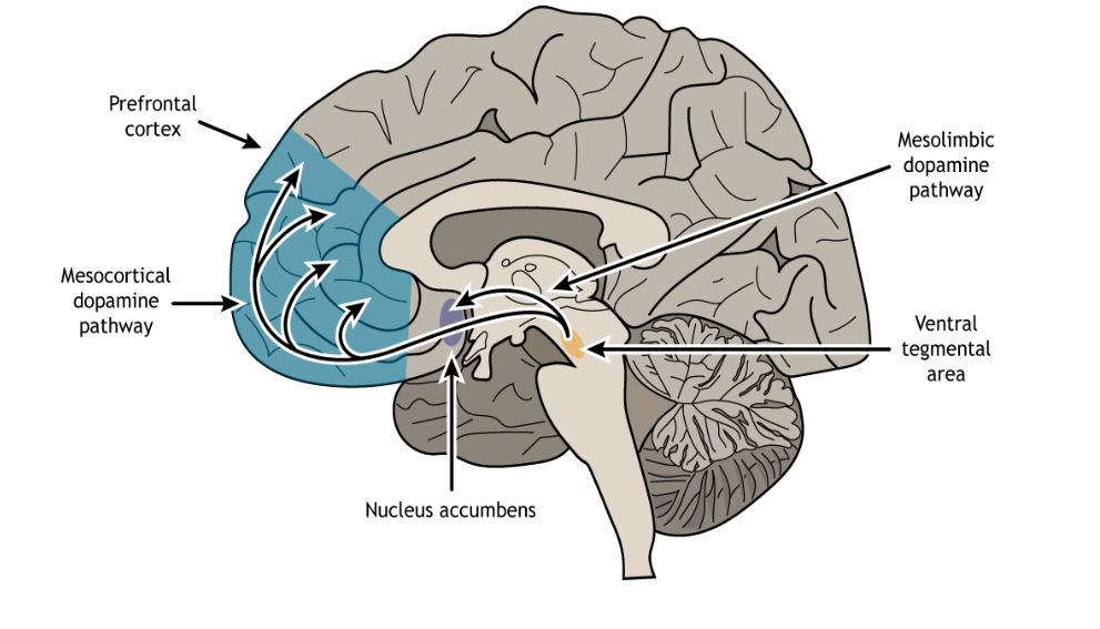 Picture of the brain